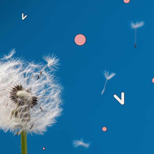 Image of two dandelions on vibrant blue background