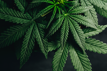 Cannabis Awareness